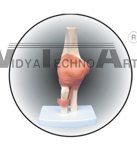 The model of elbow joint